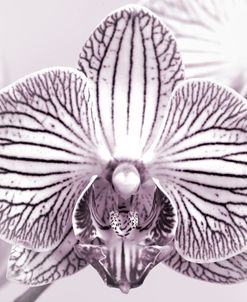 Orchid-2017-32bw