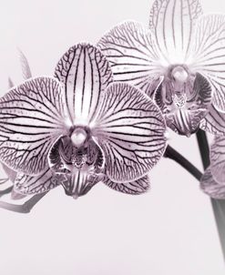 Orchid-2017-33bw