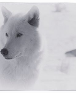 White Wolf-3