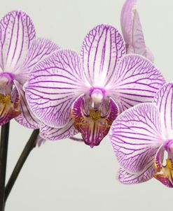 Orchid-2017-34