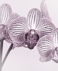 Orchid-2017-34bw