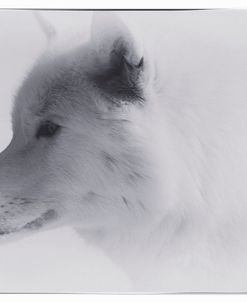 White Wolf-1