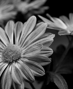 Pink Daisies B&W 02