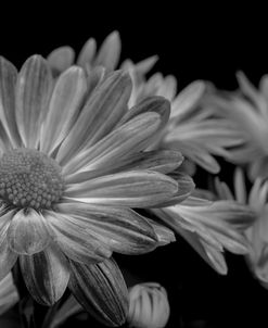 Pink Daisies B&W 03