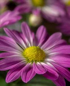 Pink Daisies 04