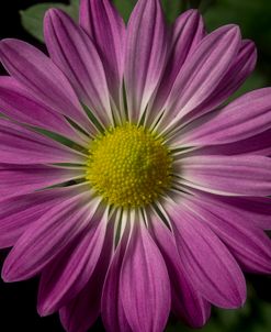 Pink Daisies 05