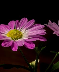 Pink Daisies 07