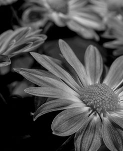 Pink Daisies B&W 01