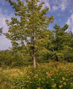 Lake Superior, North Shore-3091