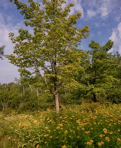 Lake Superior, North Shore-3091