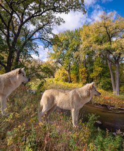 River Watch