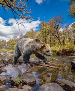 Grizzly Bear Creek