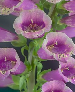 Digitalis 04