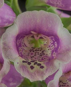 Digitalis 05