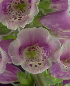 Digitalis 06