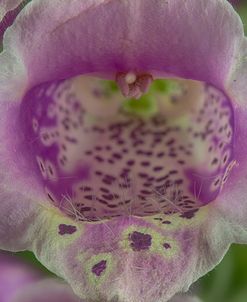 Digitalis 08