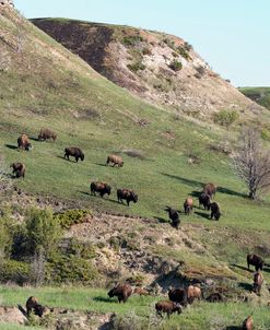 Bison of the Badlands 05