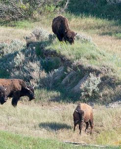 Bison of the Badlands 06