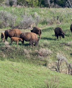 Bison of the Badlands 07