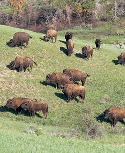 Bison of the Badlands 08