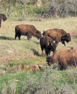 Bison of the Badlands 09