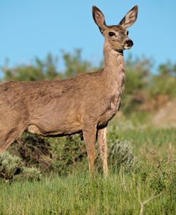 Mule Deer of the Badlands 01