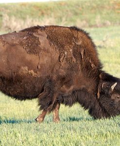 Bison of the Badlands 01