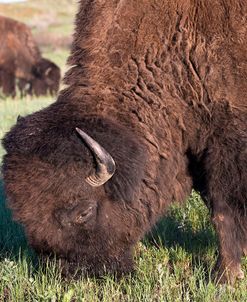 Bison of the Badlands 02