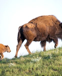 Bison of the Badlands 03