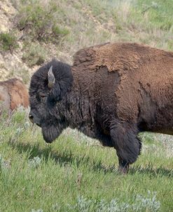 Bison of the Badlands 04