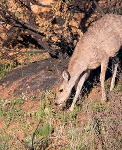 Mule Deer of the Badlands 06