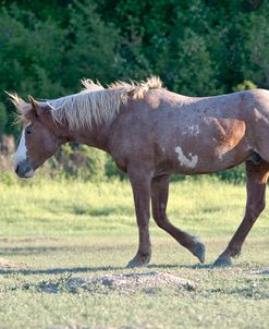 Mustangs of the Badlands 01