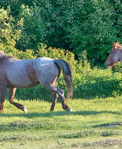 Mustangs of the Badlands 02