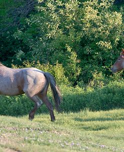 Mustangs of the Badlands 03