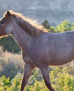 Mustangs of the Badlands 04