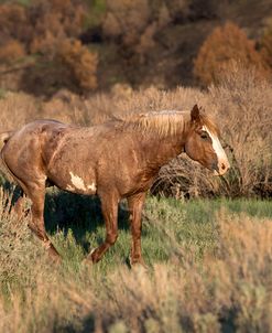 Mustangs of the Badlands 05