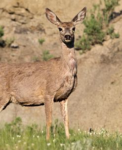 Mule Deer of the Badlands 02