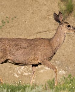 Mule Deer of the Badlands 03