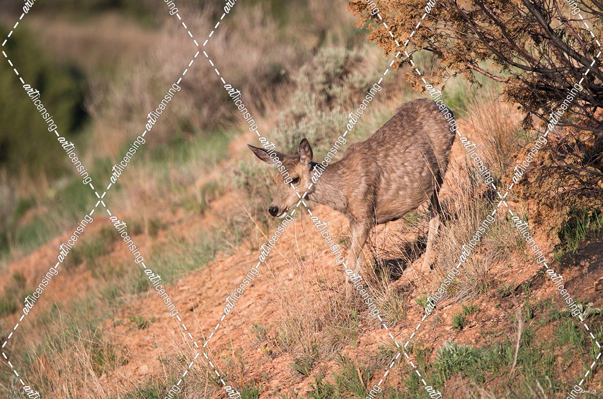Mule Deer of the Badlands 04