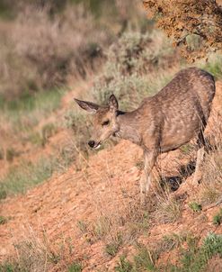 Mule Deer of the Badlands 04