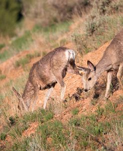 Mule Deer of the Badlands 05