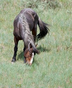 Mustangs of the Badlands 10