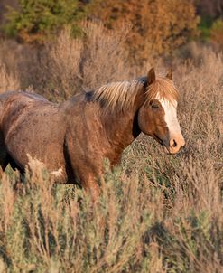 Mustangs of the Badlands 06