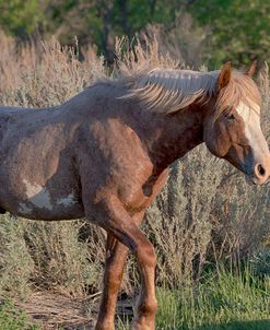 Mustangs of the Badlands 07