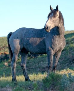 Mustangs of the Badlands 08