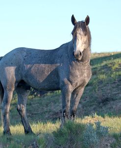 Mustangs of the Badlands 09