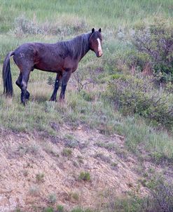 Mustangs of the Badlands 11