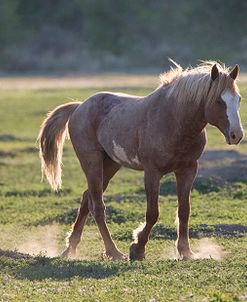 Mustangs of the Badlands 12