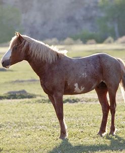 Mustangs of the Badlands 17