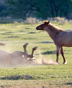 Mustangs of the Badlands 18